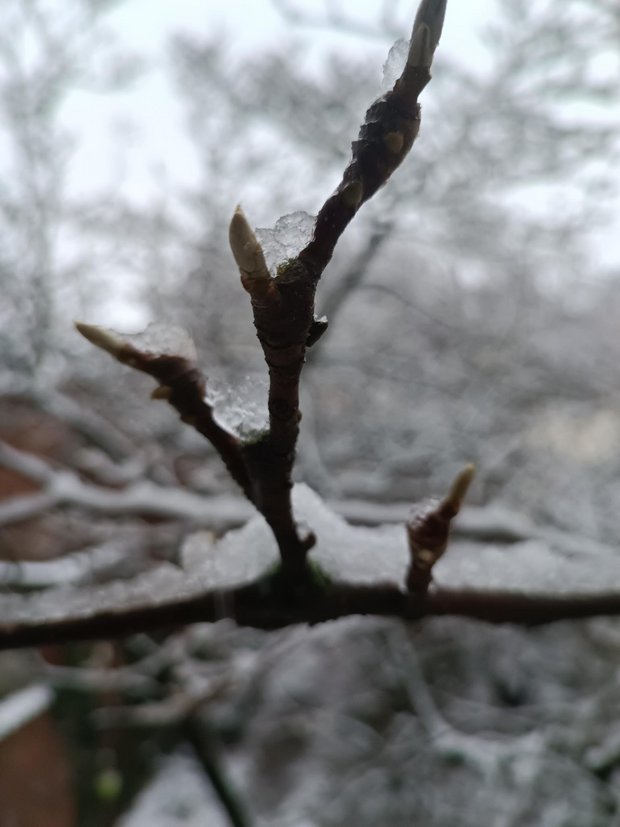 Renewal in German winter. Picture by the author Renewal in German winter. Picture by the author